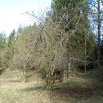 Rospuda